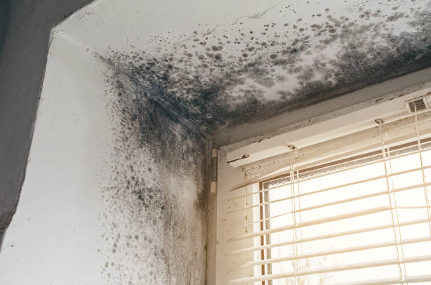 Trusted Basement Mold Remediation service in Spotsylvania, VA - Cheap Mold Removal